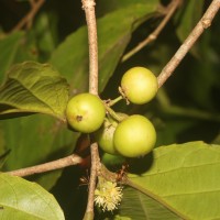 Flacourtia inermis Roxb.